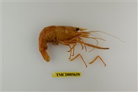 藏品(貪食沼蝦)的圖片